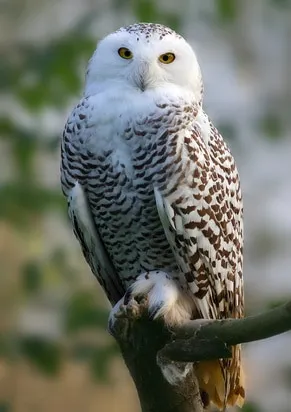 Eule als Peter Parker