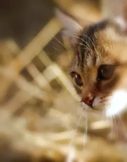 Katze als Harry Potter