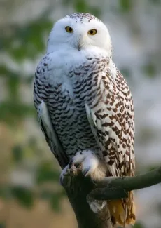 Eule als Peter Parker